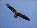 _2SB8535 immature bald eagle